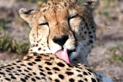 Cheetah01