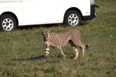 Cheetah03