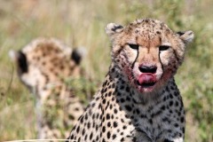 Cheetah19