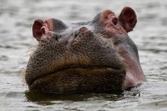 Hippo02