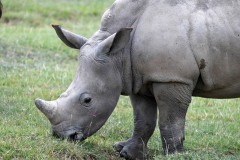 Rhino01