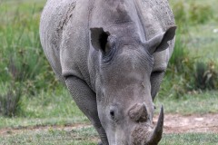 Rhino03