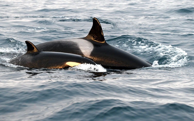 orca01